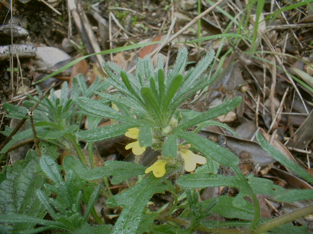 Ajuga chamaepitys / Iva artritica, Camepizio